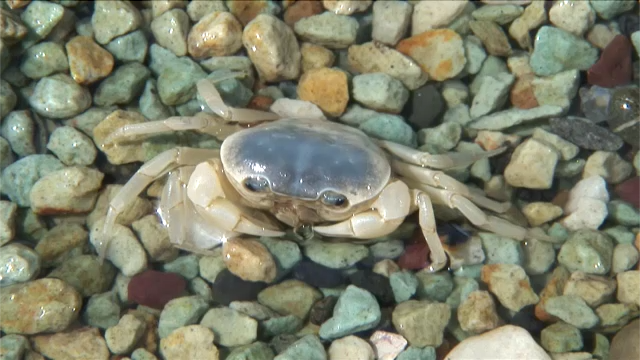 サワガニ｜おおきくなあれ｜大日本図書