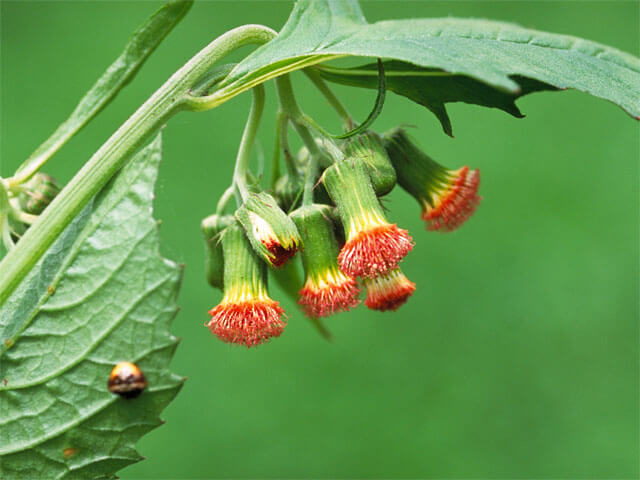 花