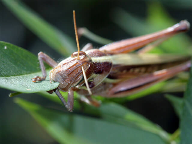 成虫食事