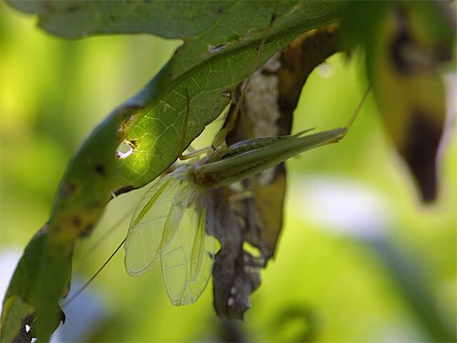 成虫鳴く