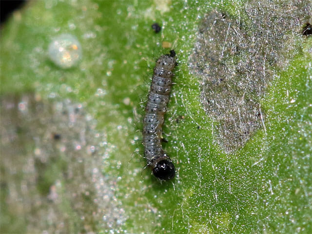 孵化直後の幼虫