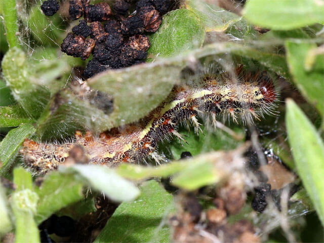 巣の中の終齢幼虫