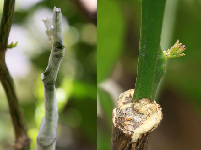 接いだ枝と新芽