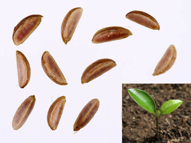 種と小さな苗木