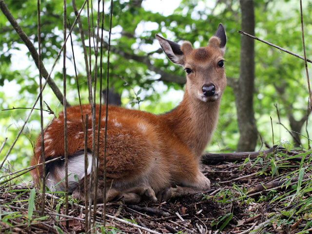 ニホンジカ