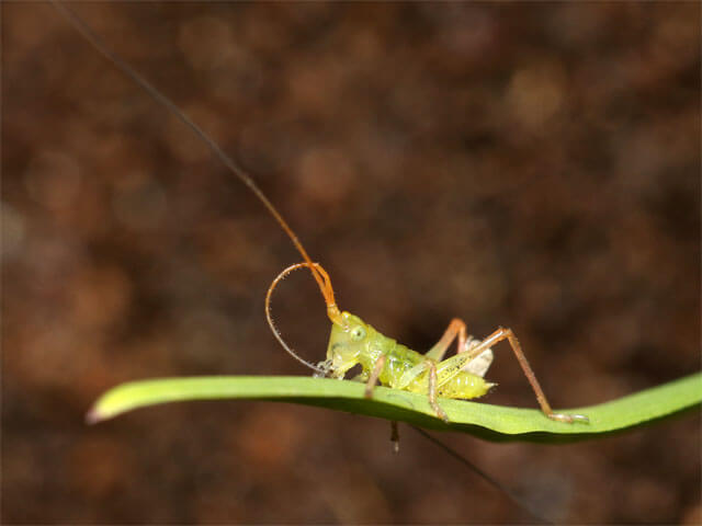 孵化翌日の幼虫