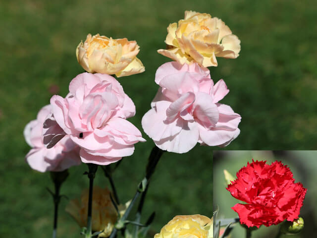 花