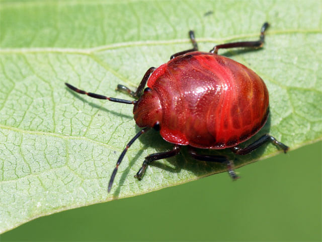 １齢幼虫