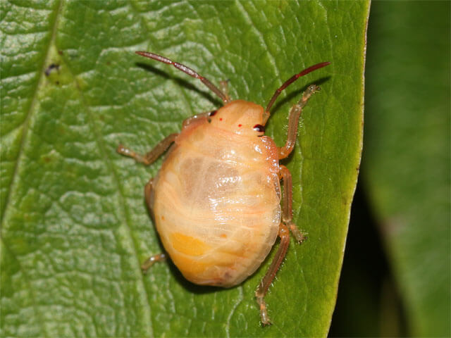 ４齢幼虫