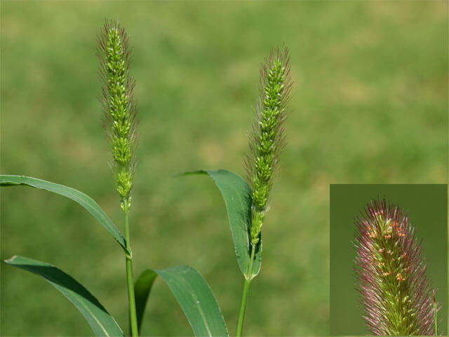 穂（花）